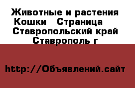 Животные и растения Кошки - Страница 4 . Ставропольский край,Ставрополь г.